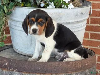 Beagle dogs Hank - Ad 23