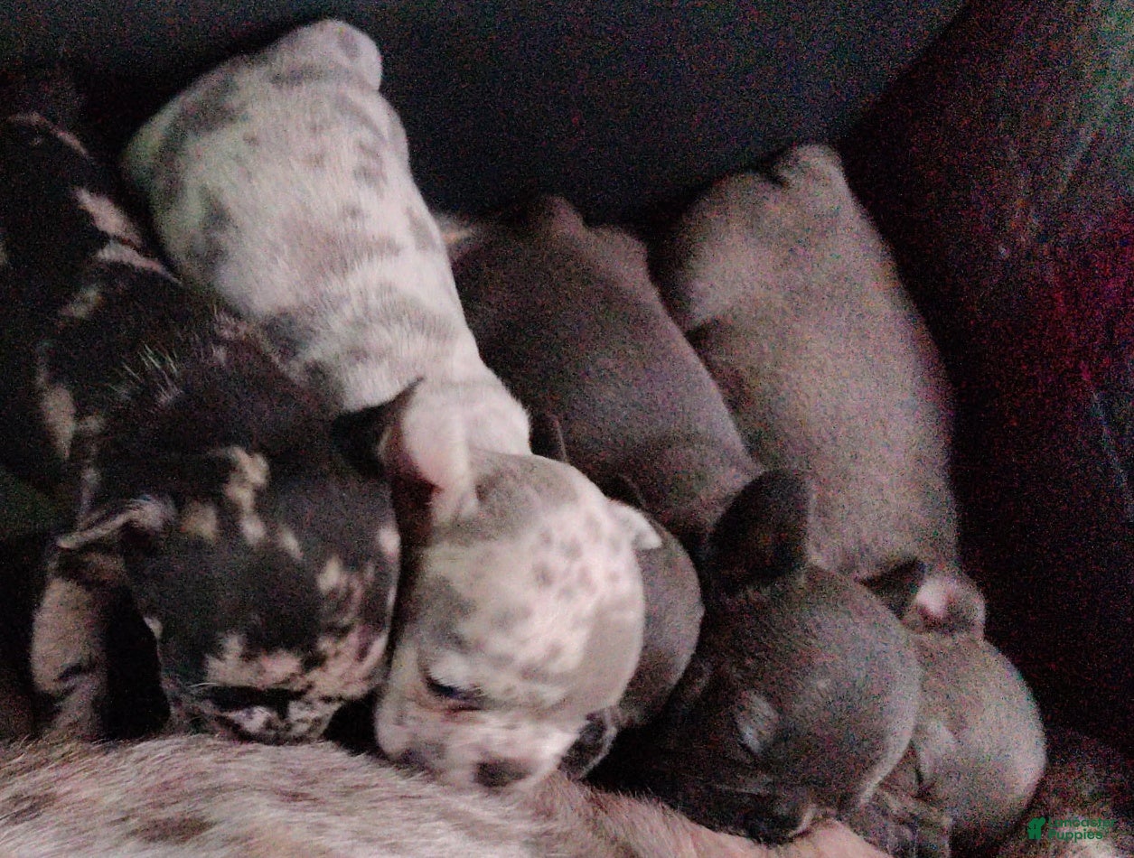 French Bulldog dogs French Bulldog 4: Cocoa Puff - Ad 38
