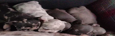 French Bulldog 4: Cocoa Puff