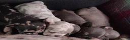 French Bulldog dogs for sale: French Bulldog 4: Cocoa Puff - Ad 1