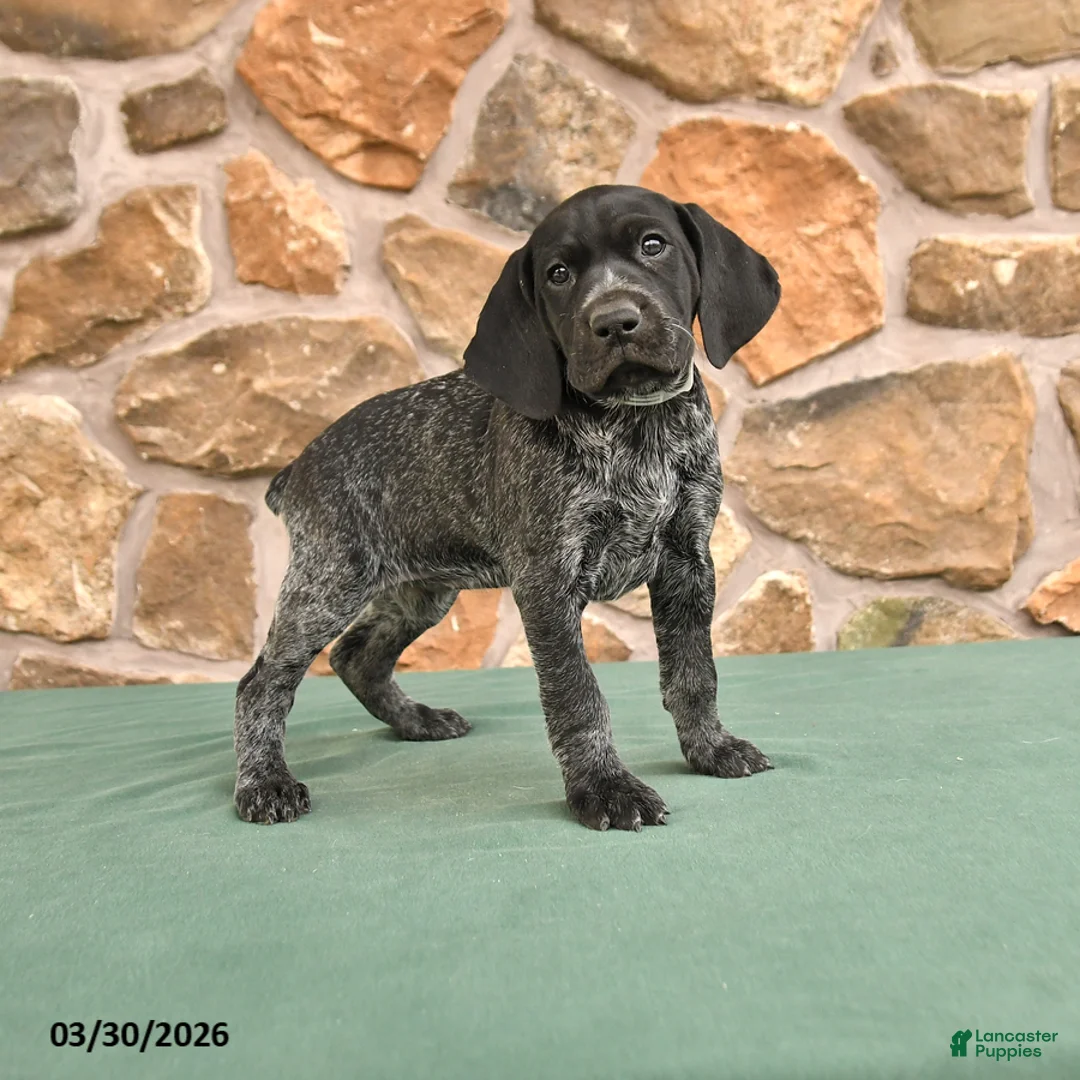 German Shorthaired Pointer dogs for sale: Deb  - Ad 1