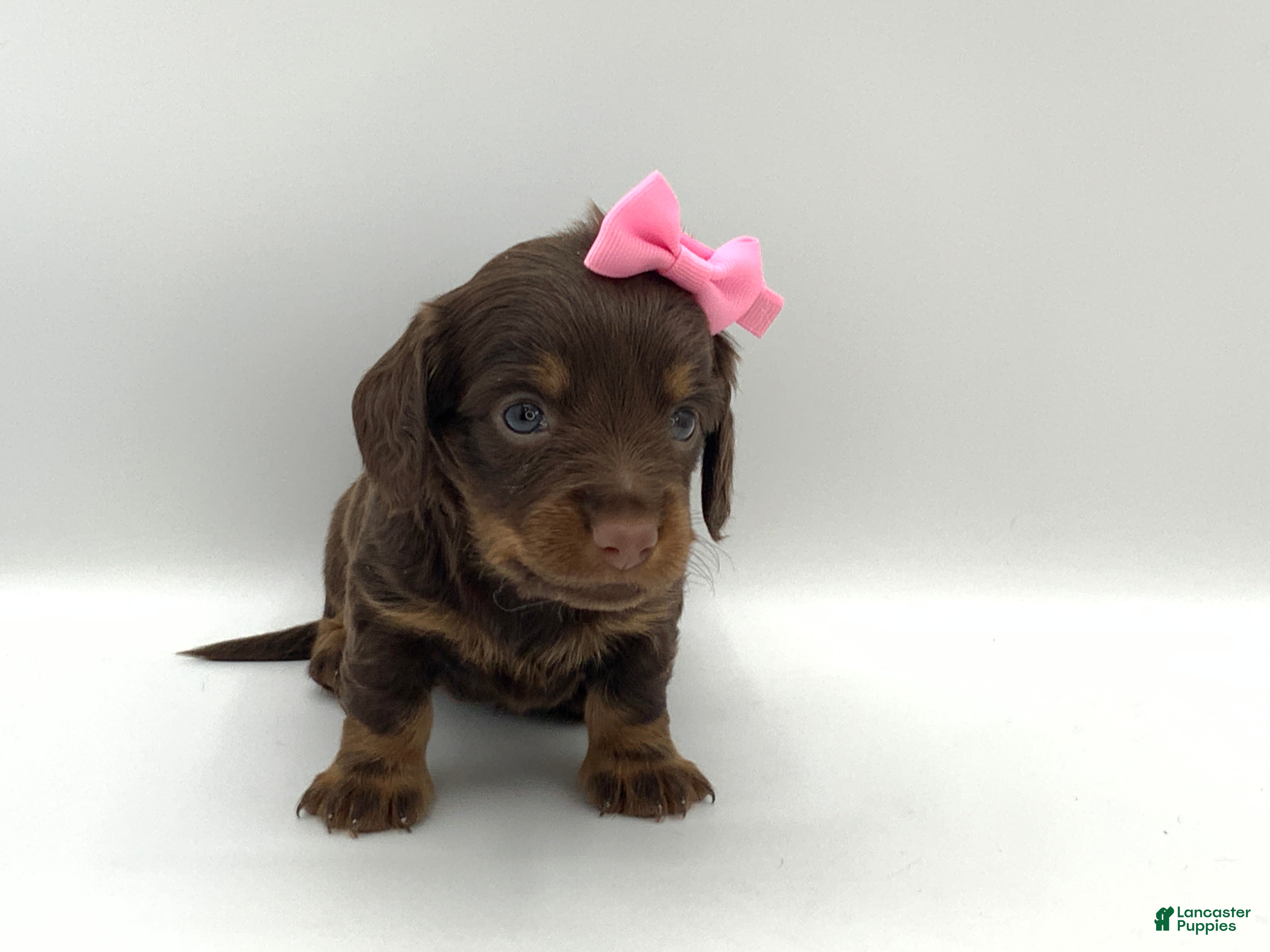 Miniature Dachshund dogs Kendra - Ad 1
