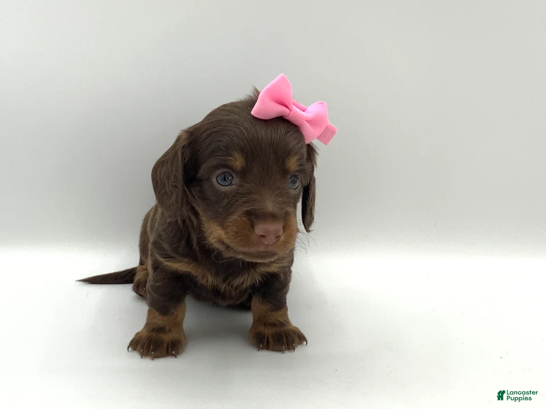 Miniature Dachshund dogs for sale: Kendra - Ad 1