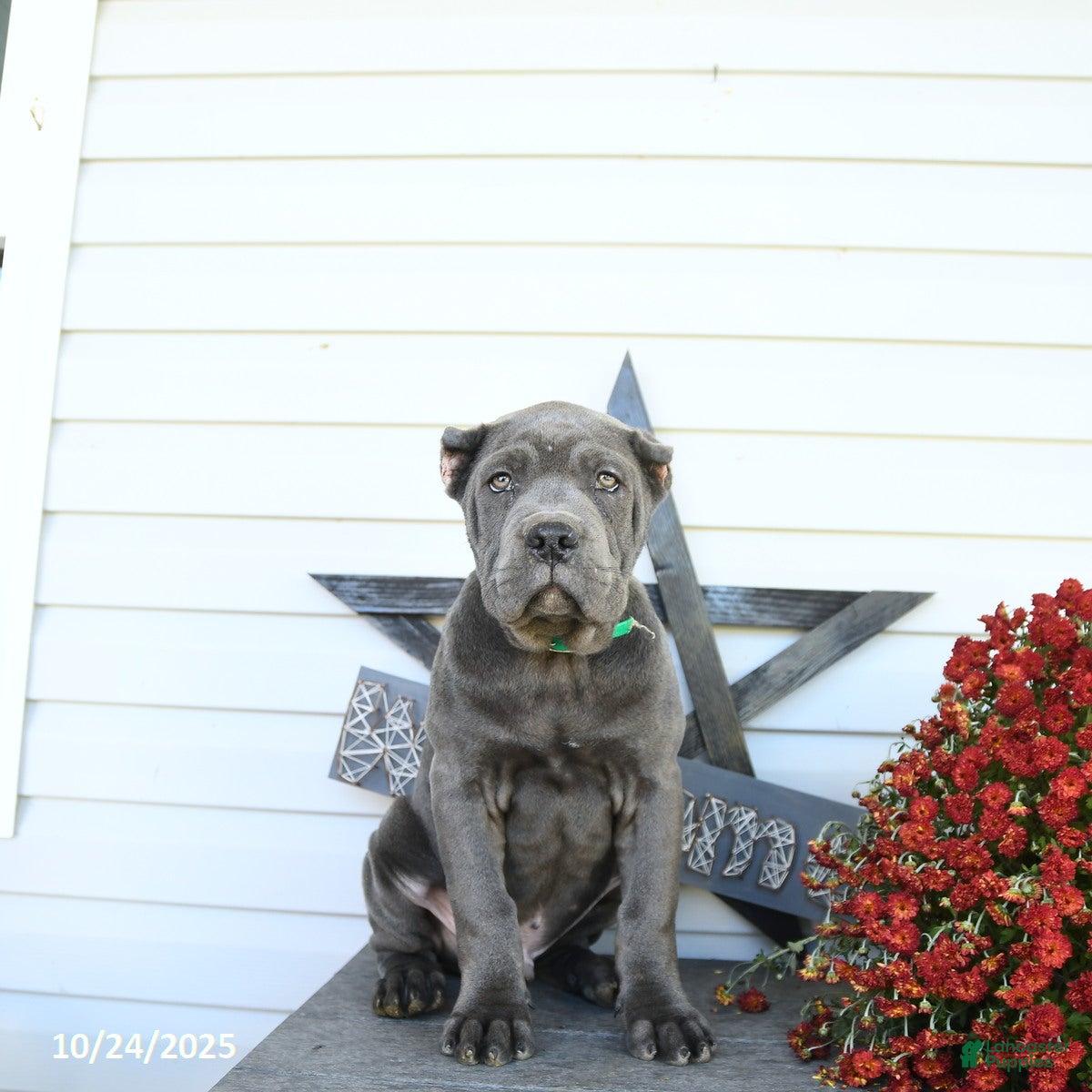 Cane Corso dogs Parker - Ad 11