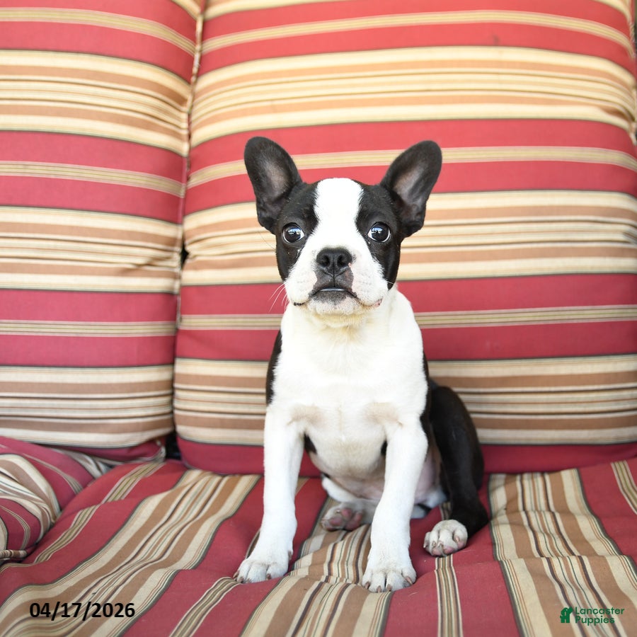 Boston Terrier dogs Buster - Ad 1