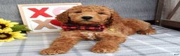 Standard Poodle dogs for sale: Charlie - Ad 3
