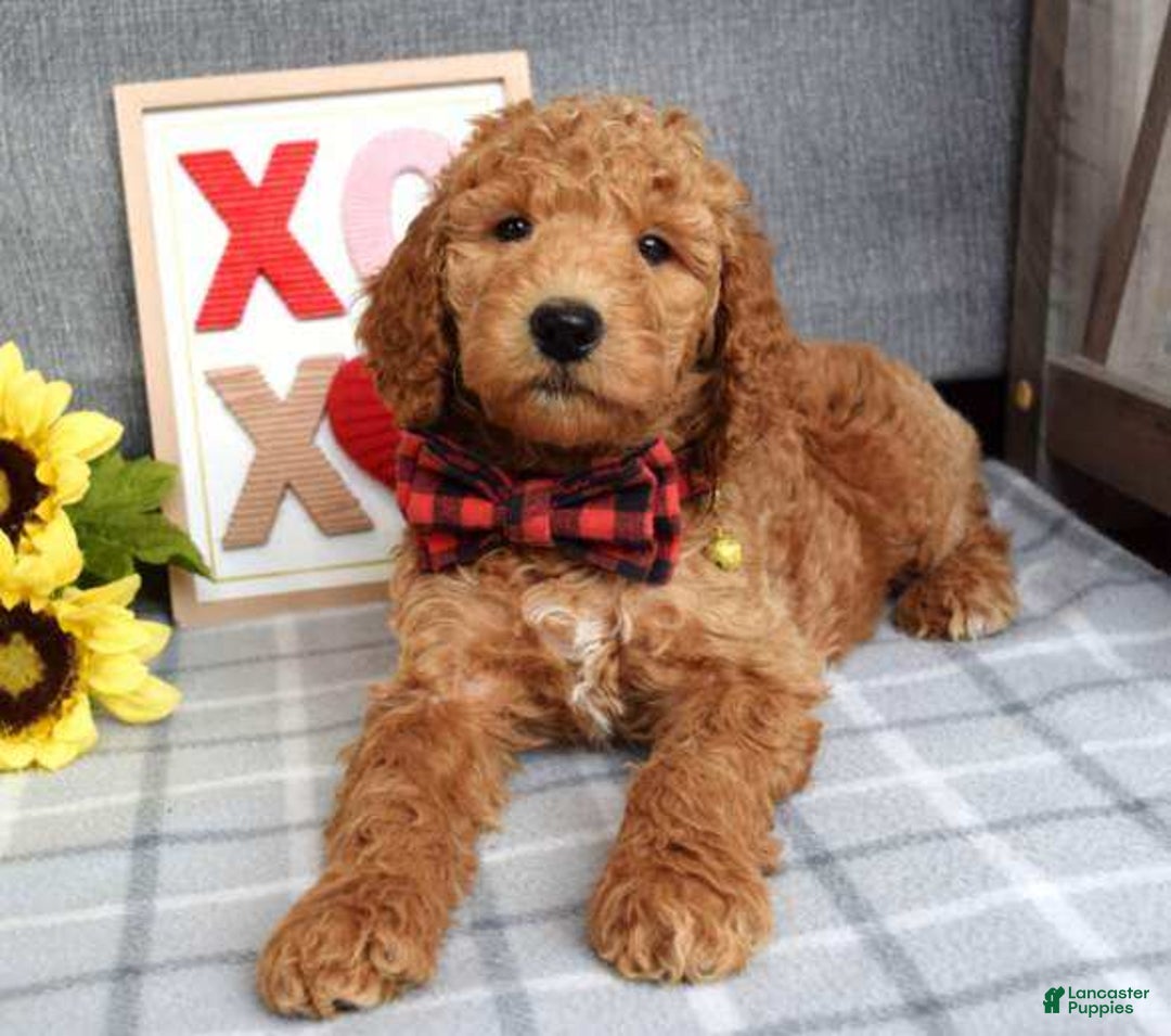 Standard Poodle dogs for sale: Charlie - Ad 3