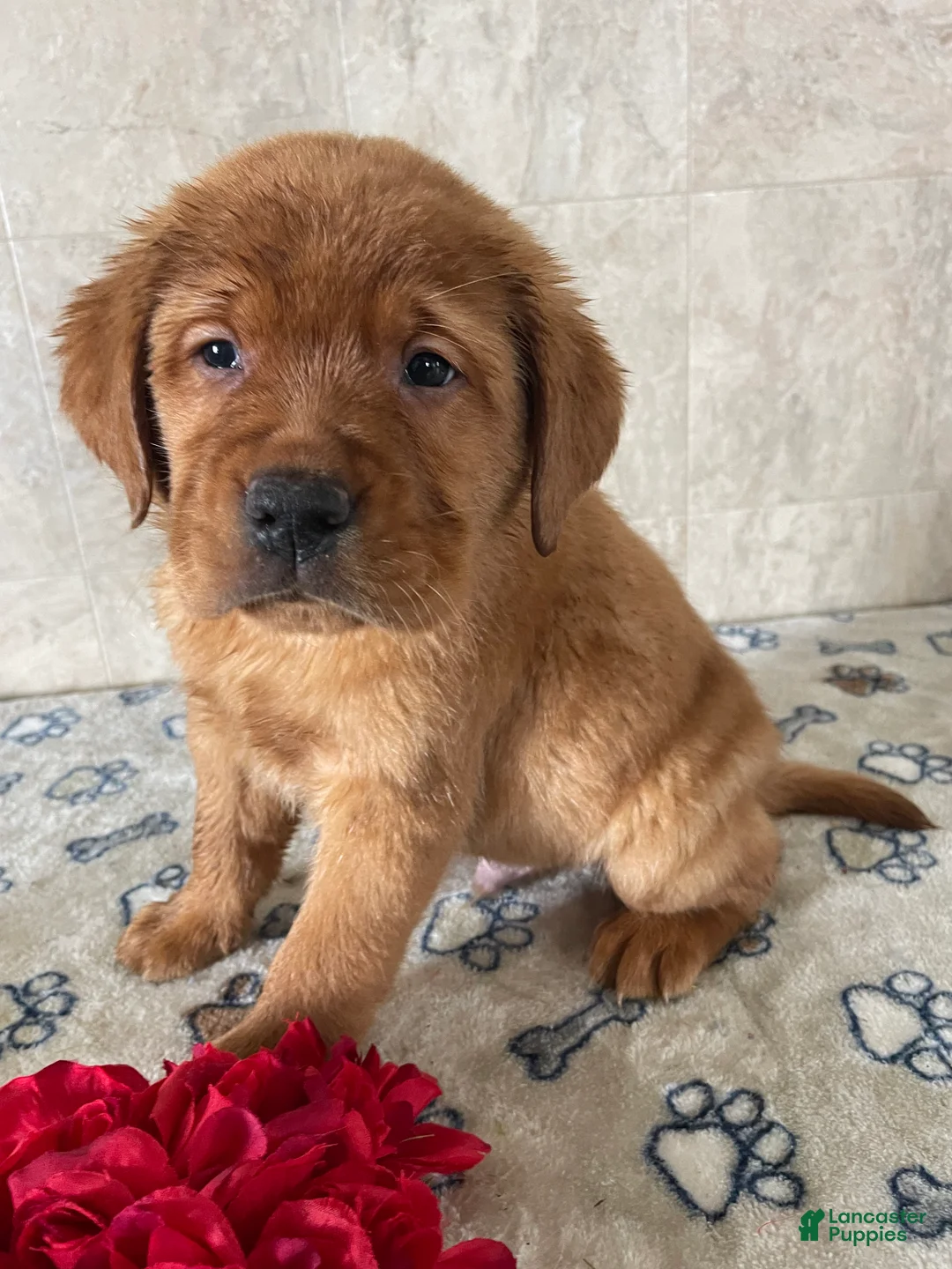 Labrador Retriever dogs for sale: Bolt - Ad 4