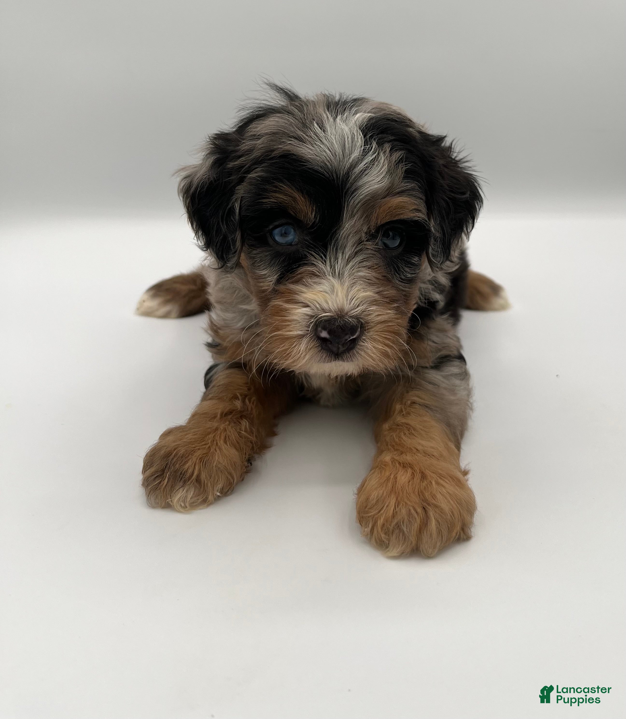 Bernedoodle dogs Pepples - Ad 2