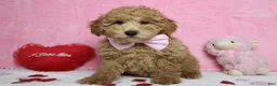 Toy Poodle dogs for sale: Garnet - Ad 9