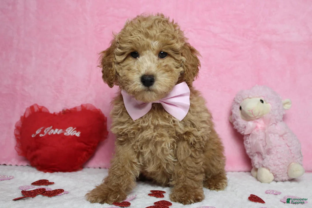 Toy Poodle dogs for sale: Garnet - Ad 9