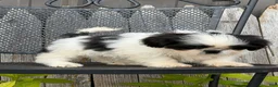 Shih Tzu dogs for sale: Shane Shih Tzu  - Ad 17