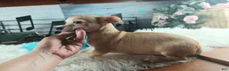 Chihuahua dogs for sale: Nationwide delivery. Popcorn boy green - Ad 10