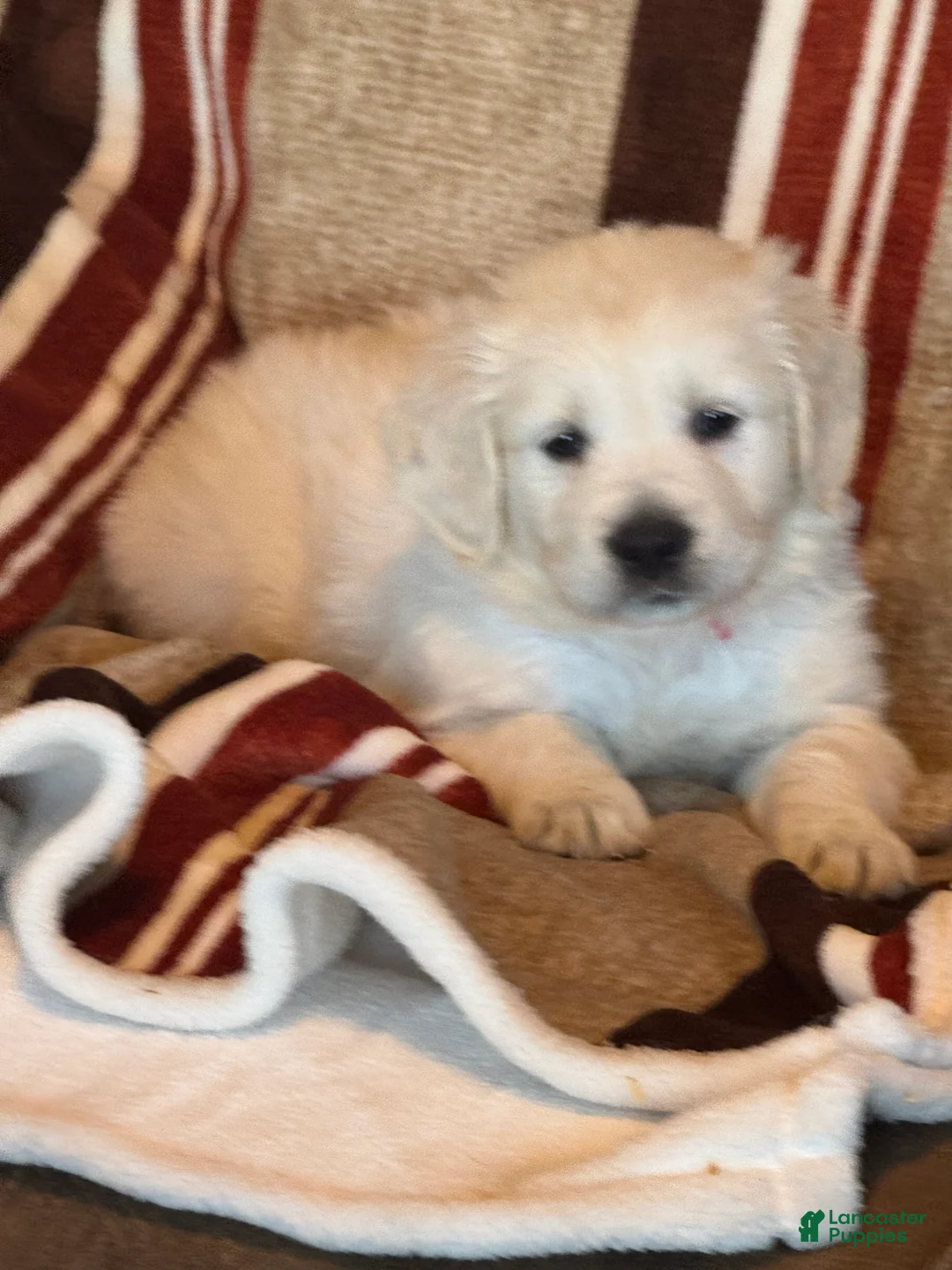 Golden Retriever dogs for sale: Blue male - Lindy  - Ad 2