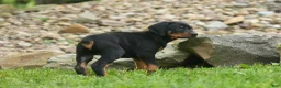 Doberman Pinscher dogs for sale:  Dax (Black Rust)🐶 - Ad 12