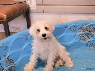 Miniature Schnauzer dogs Steve - Ad 32