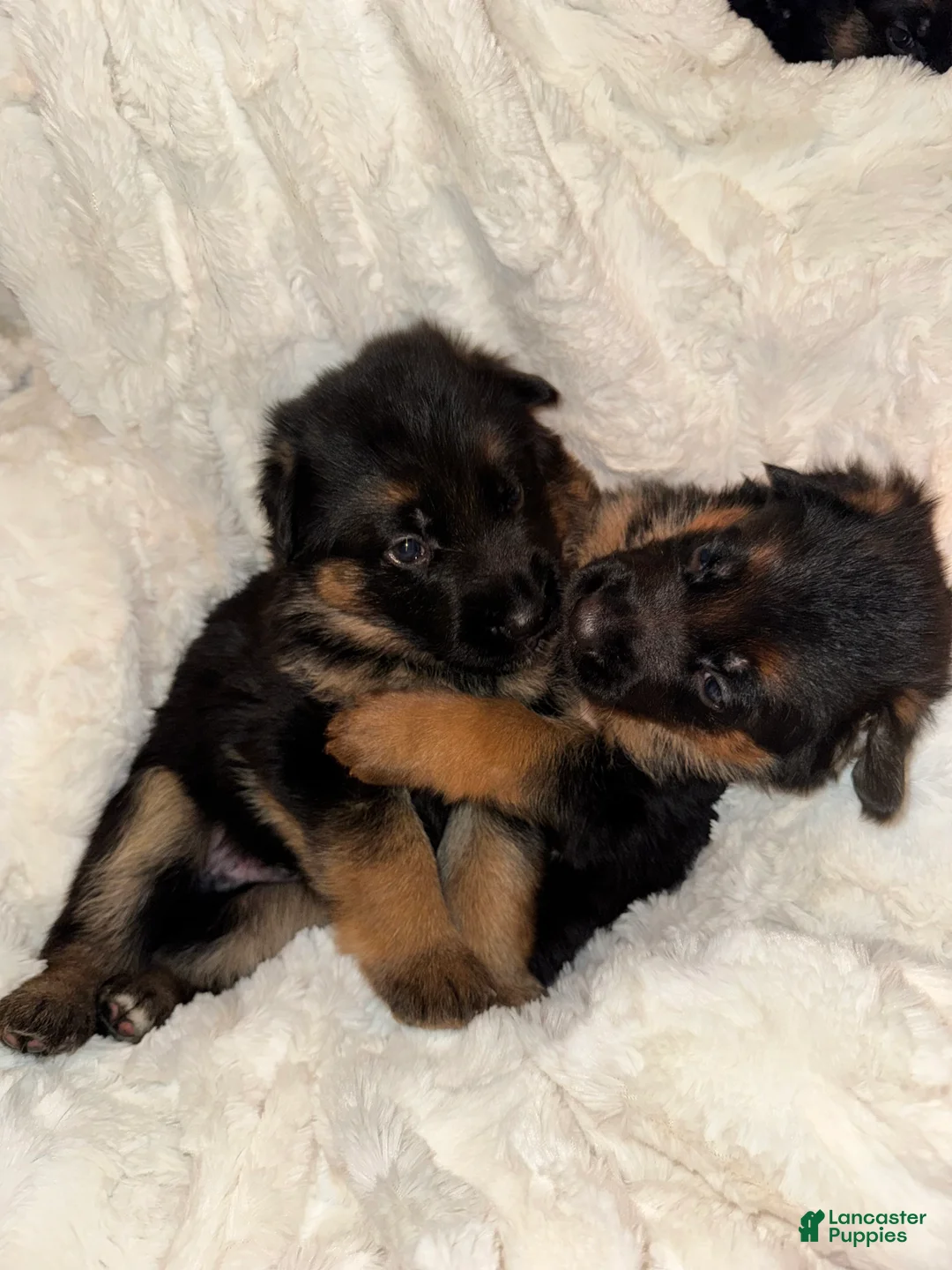German Shepherd dogs for sale: German Shepherd Puppy 6 - Ad 7