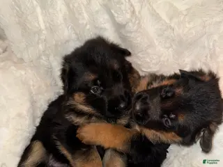 German Shepherd dogs German Shepherd Puppy 6 - Ad 16