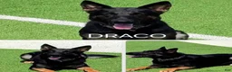 German Shepherd dogs for sale: Gina - Ad 9