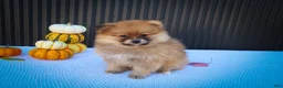 Pomeranian dogs for sale: Milly🩷  - Ad 7