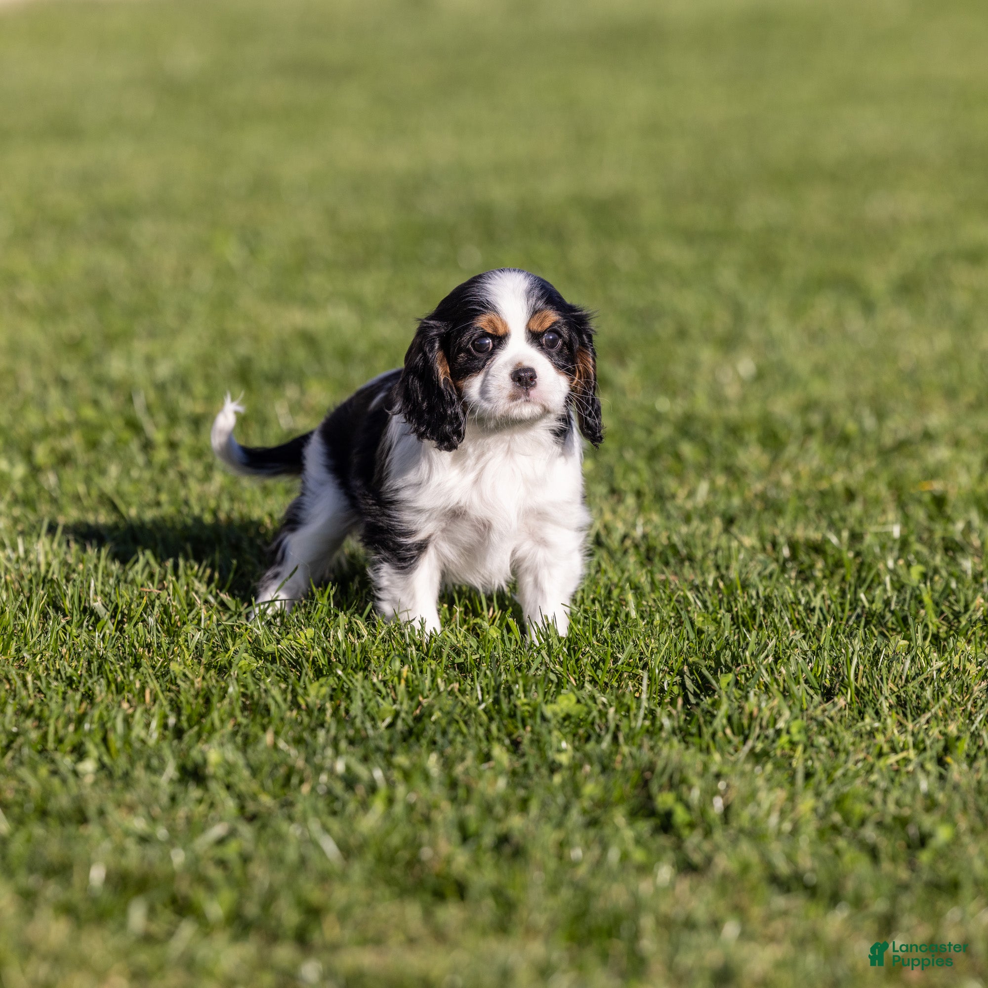 Cavalier King Charles Spaniel dogs Dolly - Ad 2