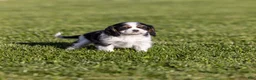 Cavalier King Charles Spaniel dogs for sale: Dolly - Ad 2