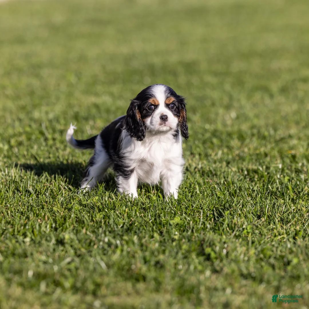 Cavalier King Charles Spaniel dogs for sale: Dolly - Ad 2