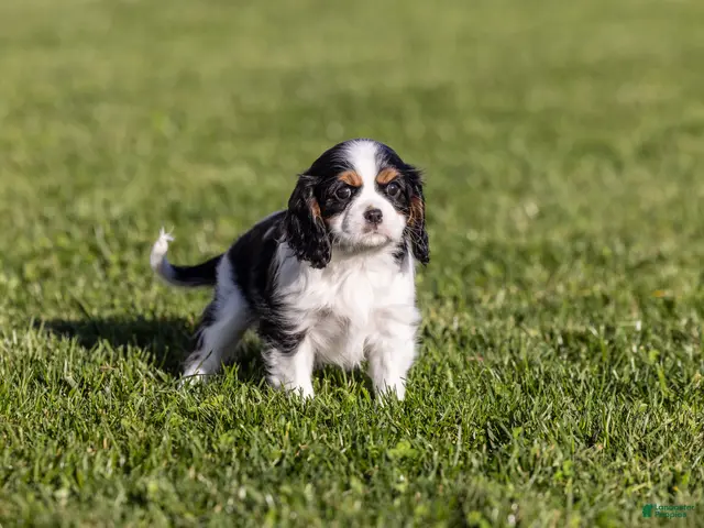 Cavalier King Charles Spaniel dogs for sale: Dolly - Ad 2