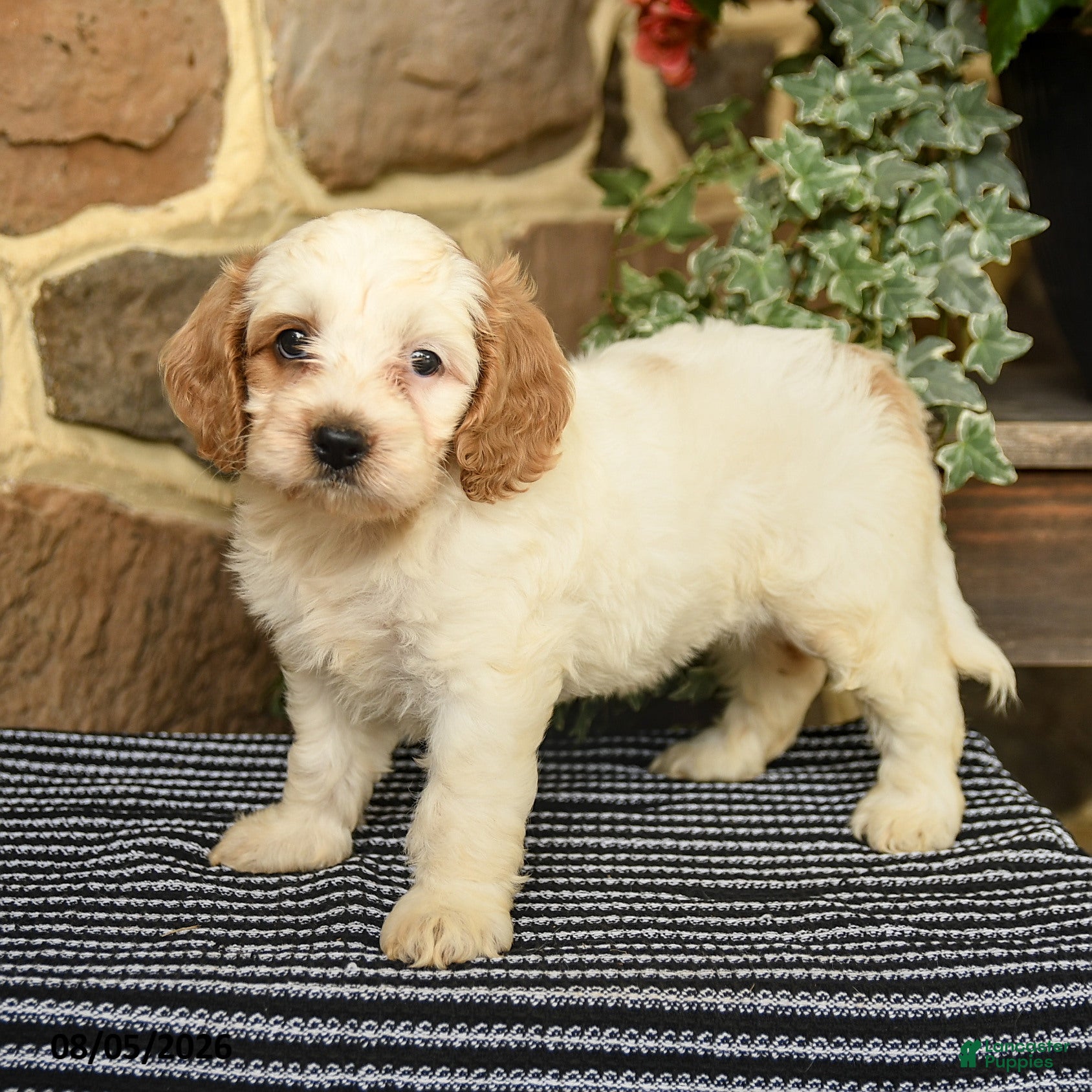 Cockapoo dogs Cream - Ad 2