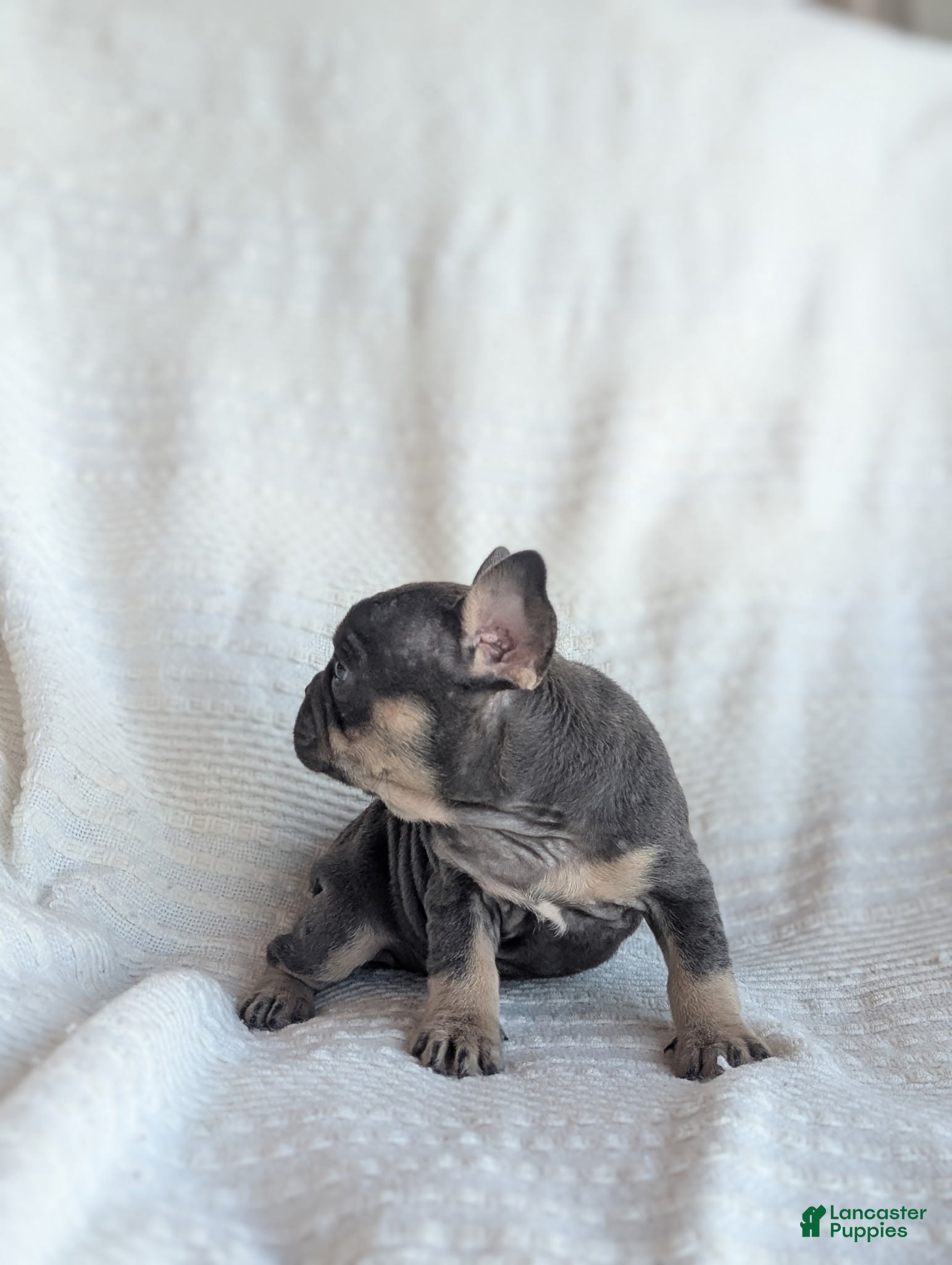 French Bulldog dogs Mojo - Ad 2