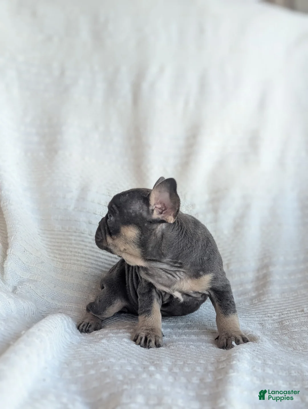 French Bulldog dogs for sale: Mojo - Ad 2