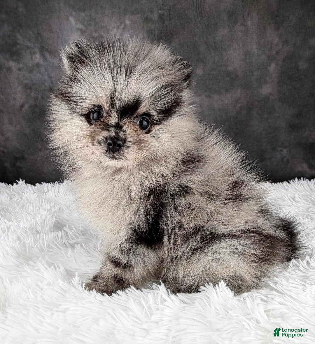 Pomeranian dogs for sale: Bow AKC - Ad 2