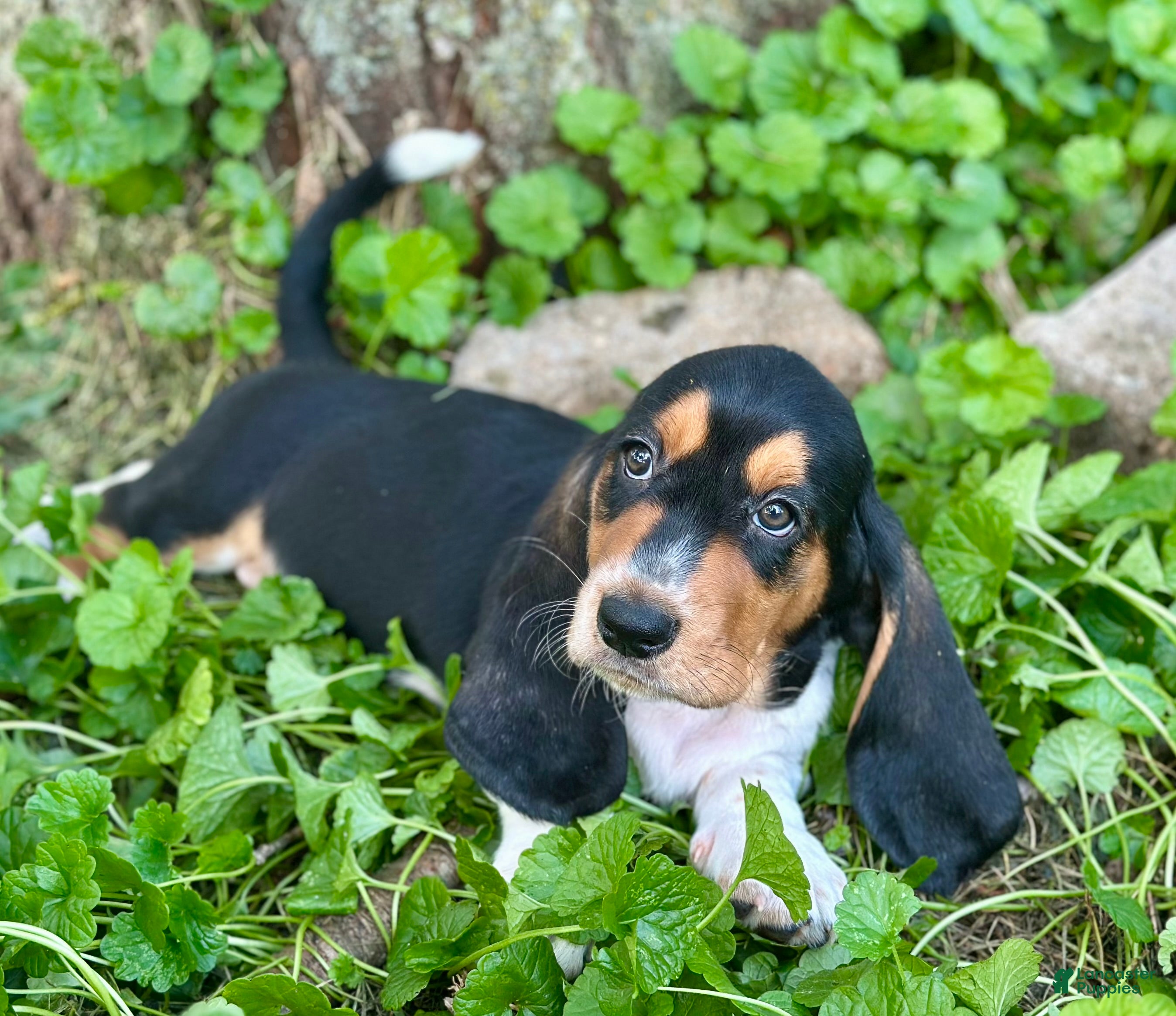 Basset Hound dogs Avery  - Ad 1