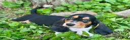 Basset Hound dogs for sale: Avery  - Ad 1