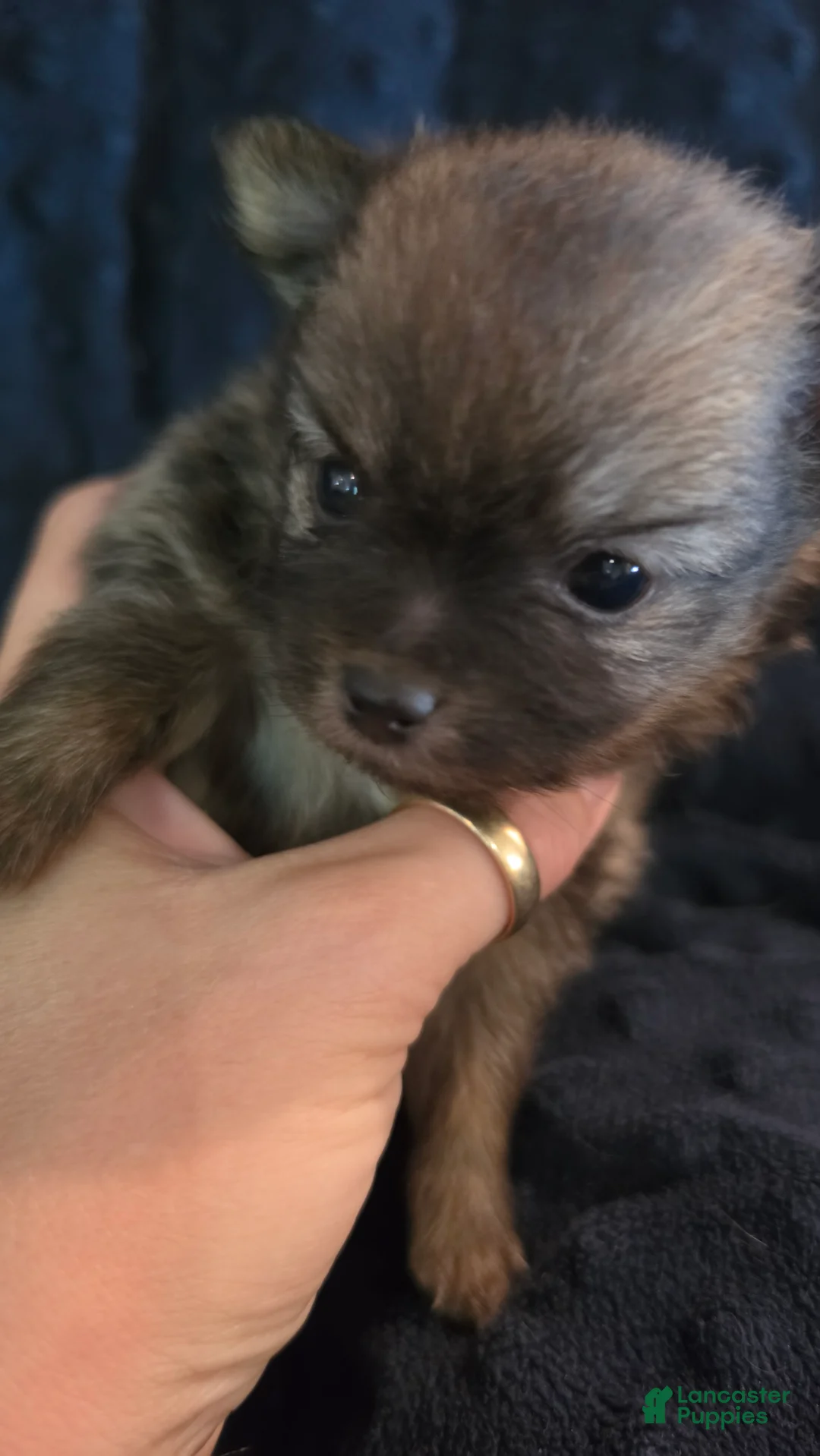 Pomchi dogs for sale: 3 dark brown 3/4 pom 1/4 chi - Ad 2
