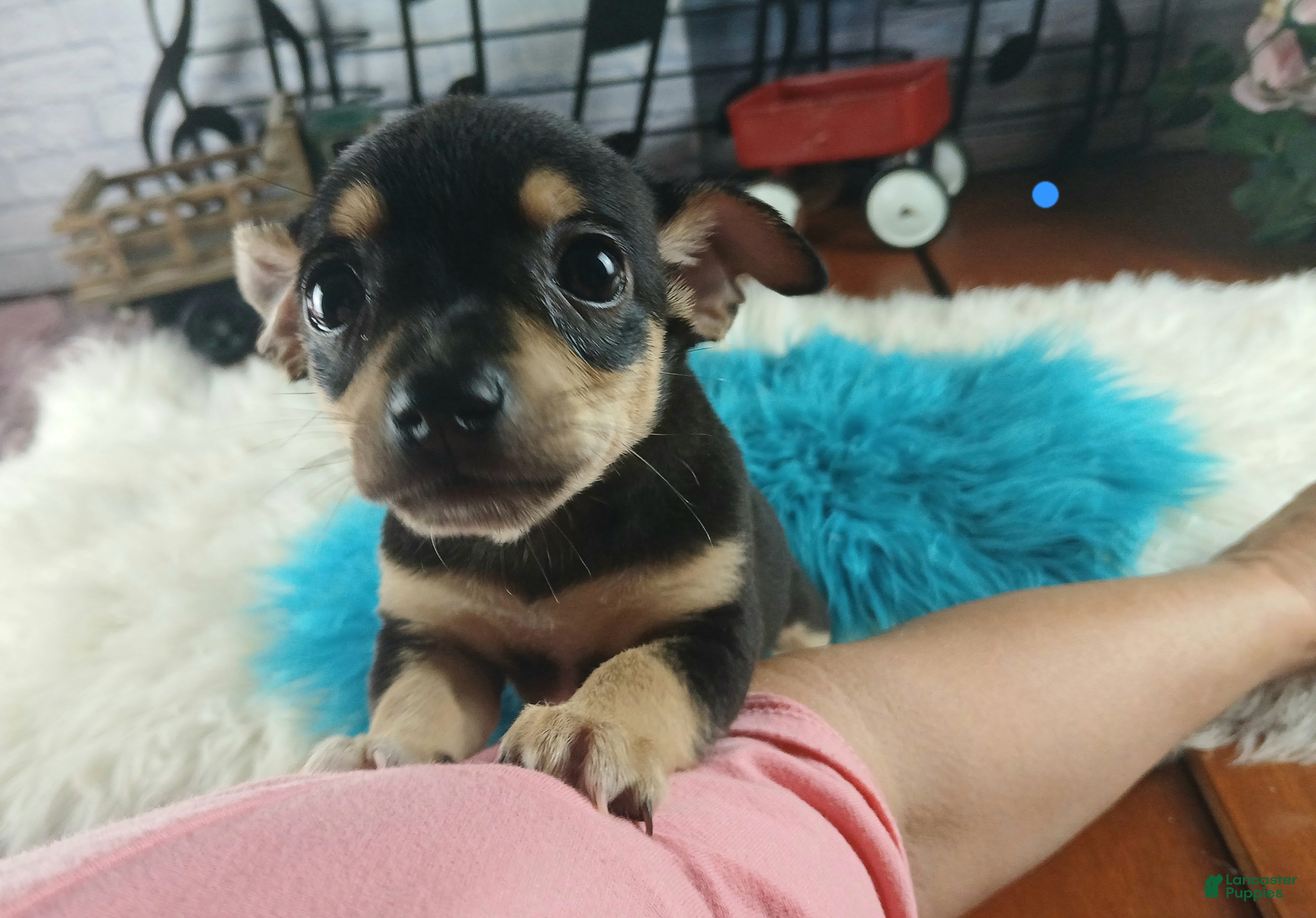 Chihuahua dogs Blk tan male B Hand Delivery  - Ad 12