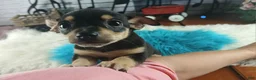 Chihuahua dogs for sale: Blk tan male B Hand Delivery  - Ad 1