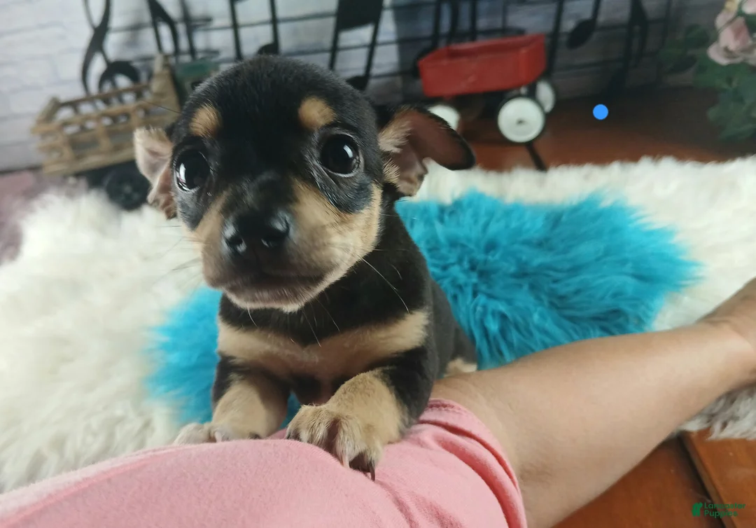 Chihuahua dogs for sale: Blk tan male B Hand Delivery  - Ad 1