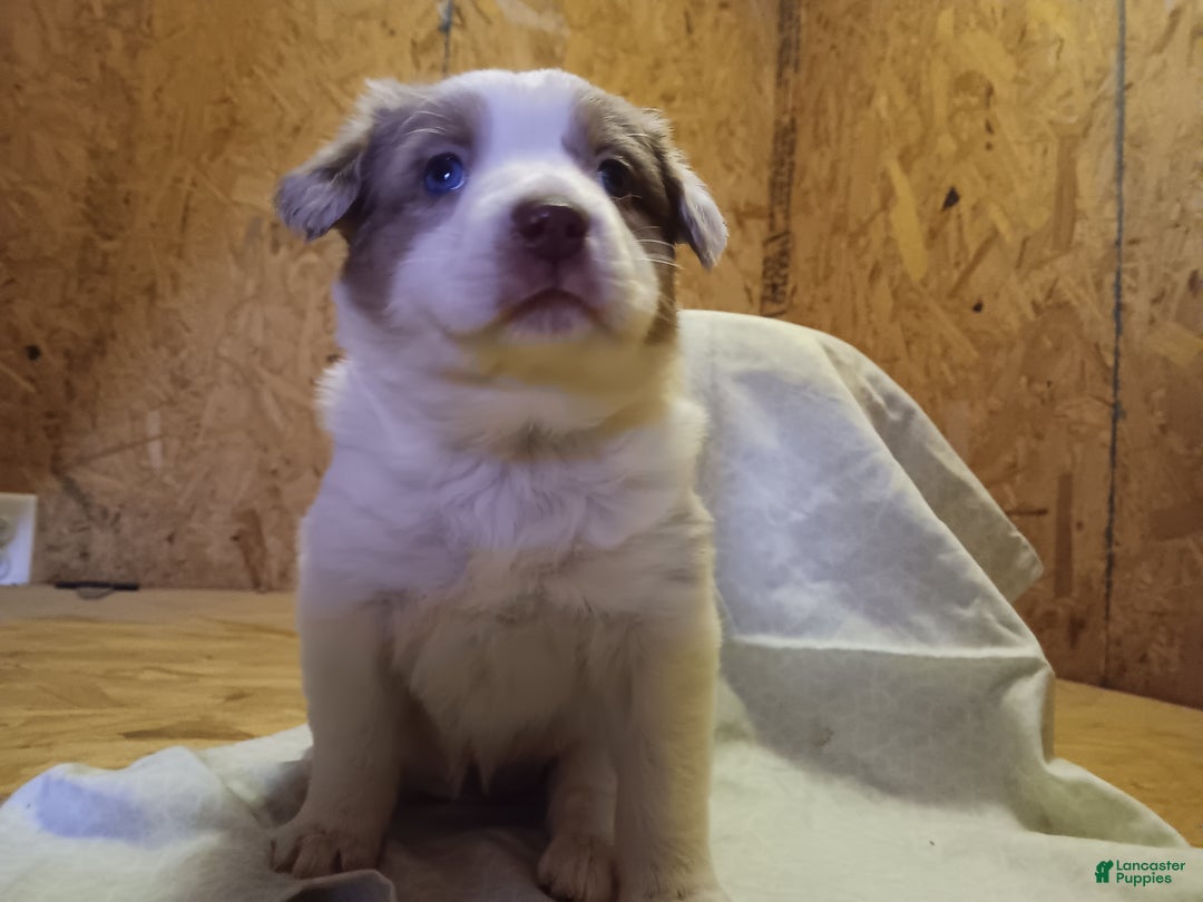 Australian Shepherd dogs for sale: Butterscotch - Ad 4