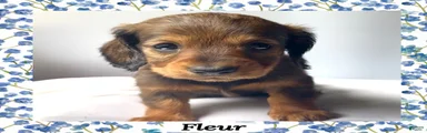 Fluer