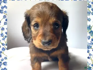 Miniature Dachshund dogs Fluer - Ad 13