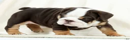 English Bulldog dogs for sale: Bessie - Ad 11