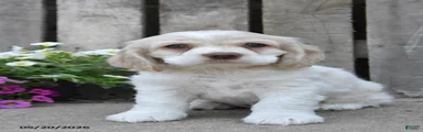 Dalas