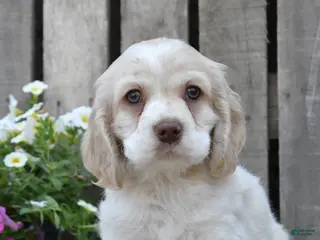 Cocker Spaniel dogs for sale: Dalas - Ad 1