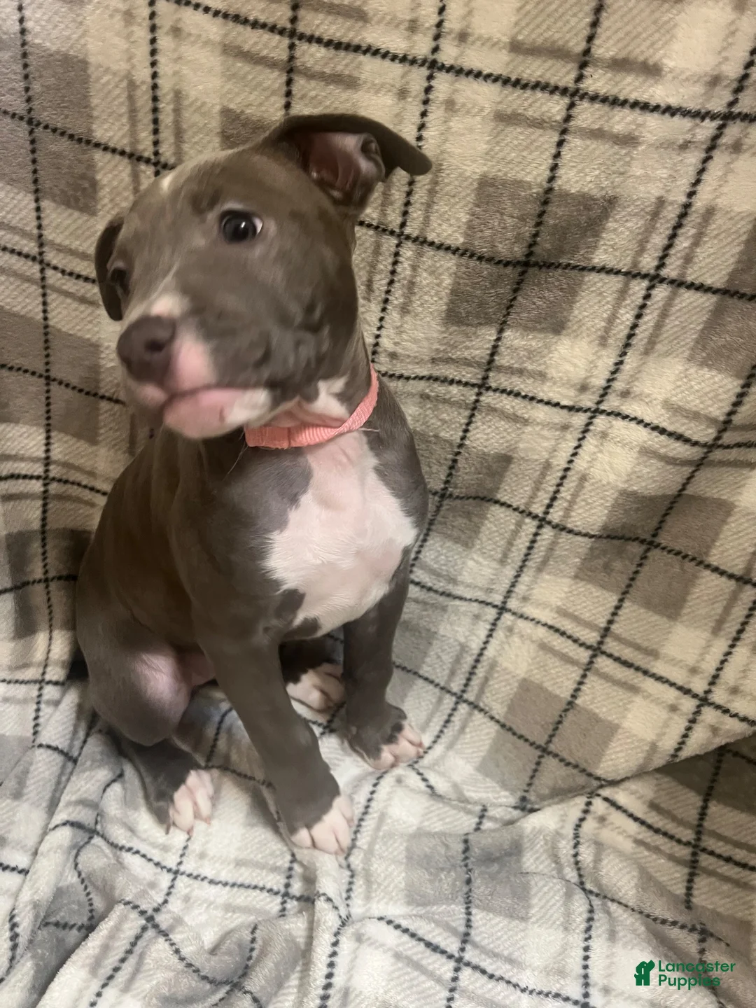 American Pit Bull Terrier dogs for sale: American Pit Bull Terrier 1 - Ad 2