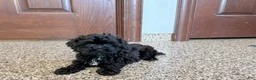 Havapoo dogs for sale: Havapoo Puppy 1 - Ad 10