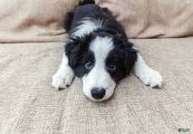 Border Collie dogs Border Collie Puppy 1 Rena - Ad 20