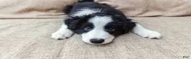 Border Collie Puppy 1 Rena