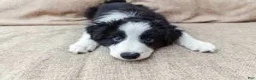 Border Collie dogs for sale: Border Collie Puppy 1 Rena - Ad 1