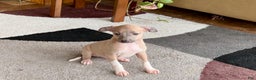 Italian Greyhound dogs for sale: Noah - Ad 9